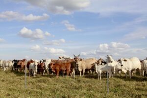 Polícia e órgãos fiscais avançam contra fraude milionária no gado em Rondônia