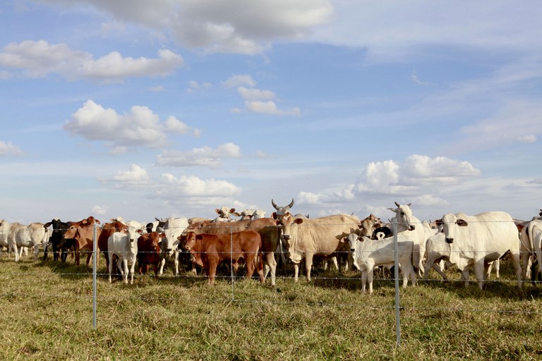 www.deixaeutefalar.com.br Polícia e órgãos fiscais avançam contra fraude milionária no gado em Rondônia
