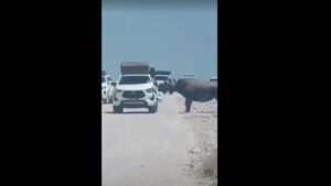 Rinoceronte-negro ataca carro de turista em safári na Namíbia