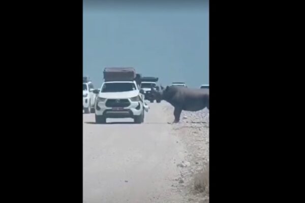 Rinoceronte-negro ataca carro de turista em safári na Namíbia