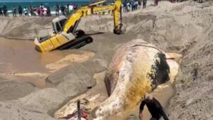 Baleia-jubarte de 13 metros é enterrada em praia de Icapuí, no Ceará