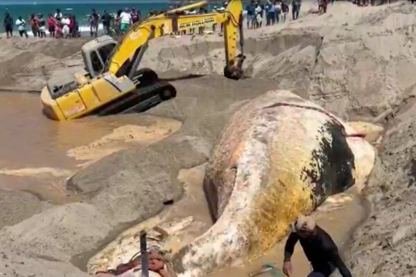 Baleia-jubarte de 13 metros é enterrada em praia de Icapuí, no Ceará