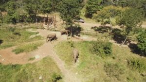 Elefante Sandro chega ao 1º Santuário de Elefantes do Brasil em MT