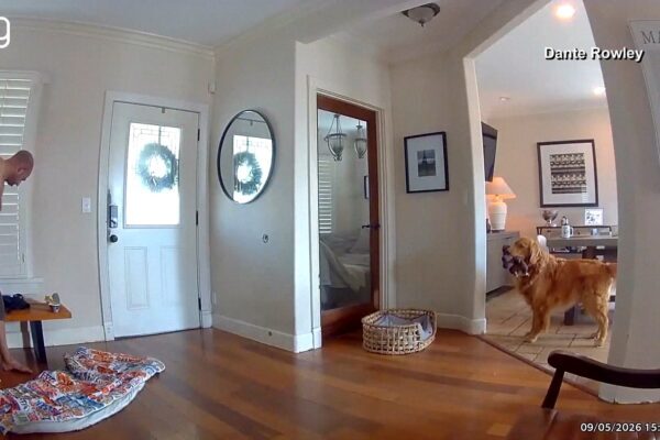 Golden retriever tenta brincar com invasor em casa nos EUA