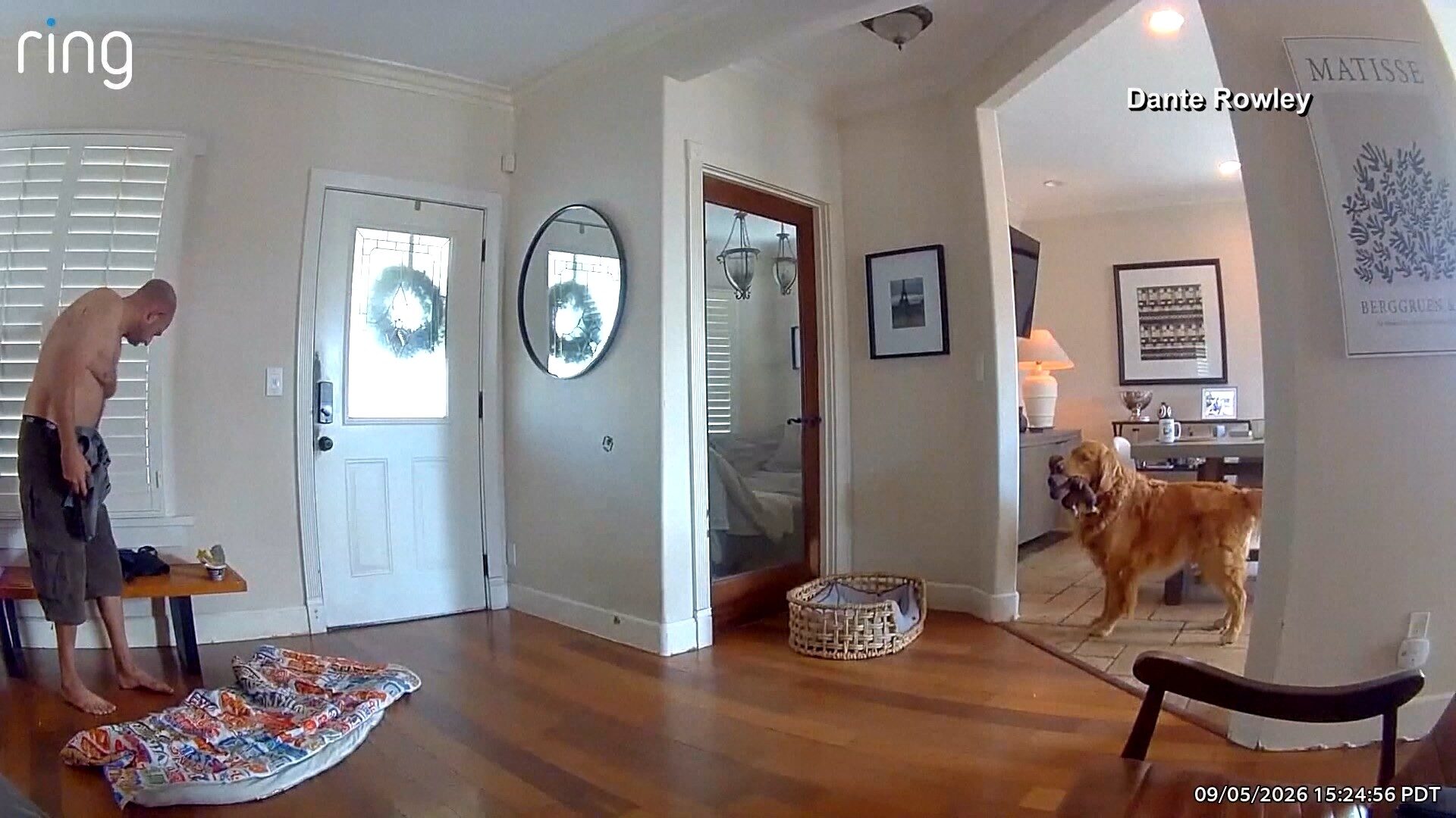 www.deixaeutefalar.com.br Golden retriever tenta brincar com invasor em casa nos EUA