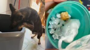 Mulher esconde drogas em máquina de lavar e é presa no Piauí