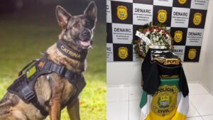 Cadela Catrina, da PC-PI, morre após 2,6 mil operações policiais