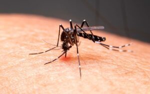 Sergipe tem um município com alto risco de infestação do Aedes