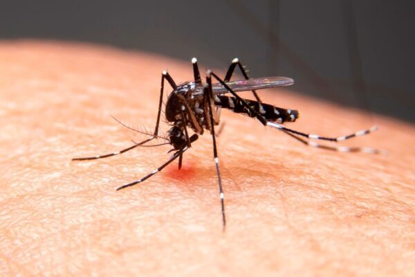 Sergipe tem um município com alto risco de infestação do Aedes