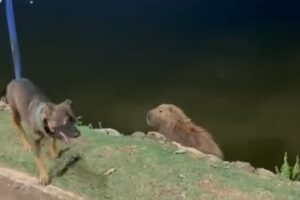 www.deixaeutefalar.com.br Capivara expulsa cachorro em parque de Cuiabá; veja riscos
