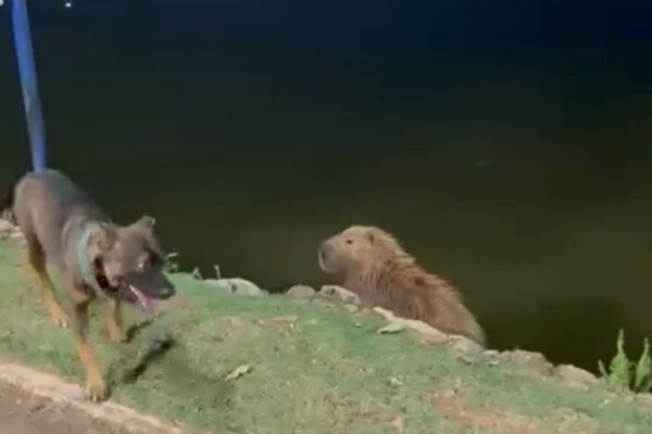 Capivara expulsa cachorro em parque de Cuiabá; veja riscos