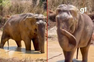 Elefante Sandro entra em lagoa pela 1ª vez em santuário no MT