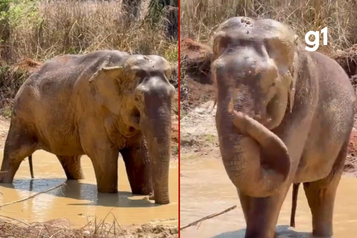 www.deixaeutefalar.com.br Elefante Sandro entra em lagoa pela 1ª vez em santuário no MT