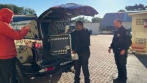Casal é preso por roubo de cargas em rodovias do Paraná