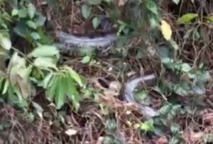 Sucuri de 6 metros é vista em repouso às margens de rio em MS