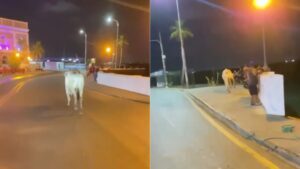 Boi cai no mar após atingir homem em avenida de São Luís