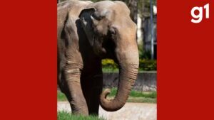 Elefante Sandro chega ao único santuário de elefantes do Brasil