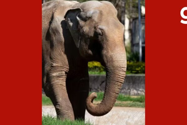 Elefante Sandro chega ao único santuário de elefantes do Brasil