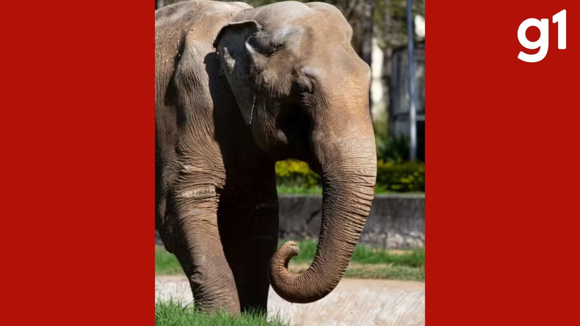 www.deixaeutefalar.com.br Elefante Sandro chega ao único santuário de elefantes do Brasil