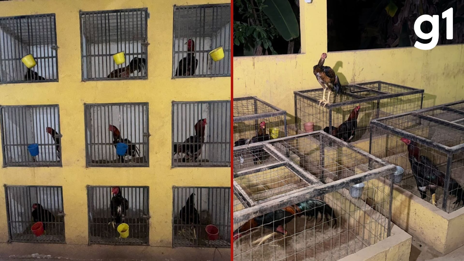 www.deixaeutefalar.com.br Rinha de galos transmitida ao vivo é fechada em Várzea Grande