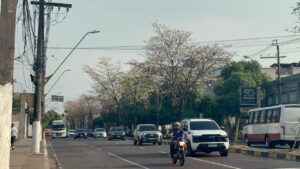 www.deixaeutefalar.com.br Ipês florescem e transformam visual de avenida em Manaus