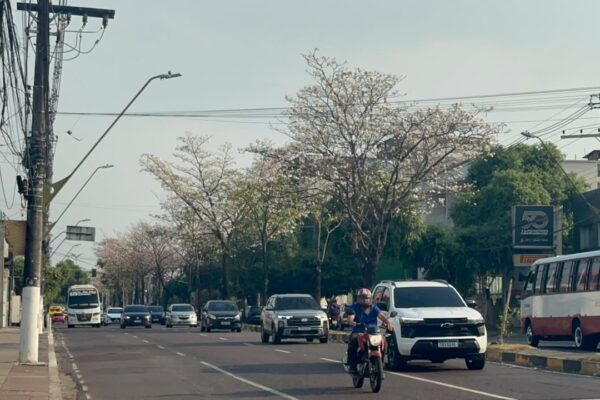 Ipês florescem e transformam visual de avenida em Manaus