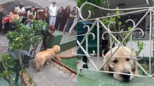 www.deixaeutefalar.com.br Golden retriever recebe 300 visitantes em um dia no portão de casa em SC