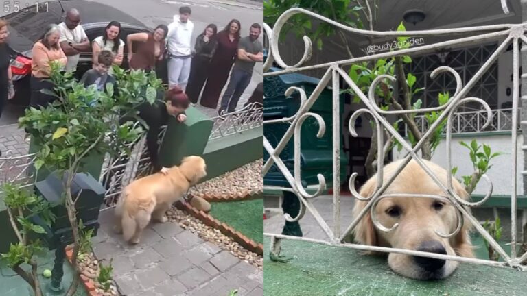 Golden retriever recebe 300 visitantes em um dia no portão de casa em SC