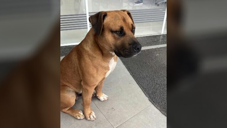 Cão comunitário morre após ser baleado por PM em Colombo (PR)